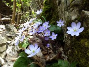 82 Hepatica nobilis